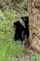 Black Bear COY C7I0657