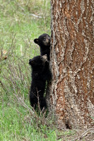 Black Bear COY C7I9420