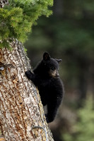 Black Bear COY Tree Climber C7I0402