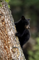 Black Bear Cub C7I0404