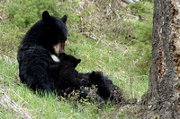 Black Bear Nursing C7I9484