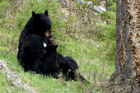 Black Bear Nursing C7I9531