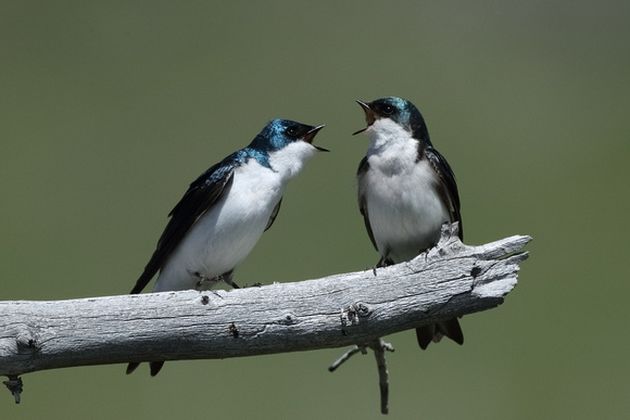 Tree Swallow Dispute C7I2442