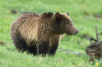 Grizzly Bear 7I2538