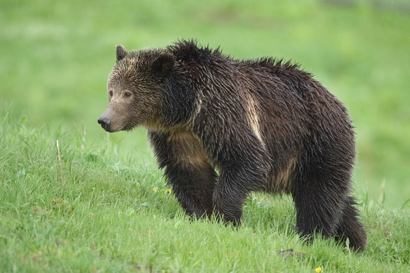 Grizzly Bear C7I2627