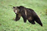Grizzly Bear C7I2645