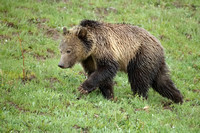 Grizzly Bear C7I2652
