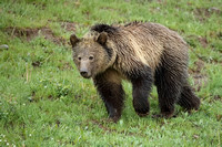 Grizzly Bear C7I2656