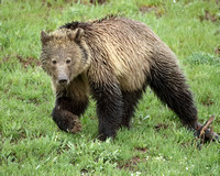 Grizzly Bear C7I2672