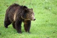 Grizzly Bear C7I2683
