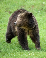 Grizzly Bear C7I2690