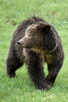 Grizzly Bear C7I2691