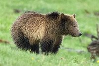 Grizzly Bear Snow_C7I2543