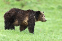 Grizzly Bear Sow C7I2609