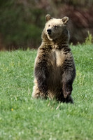 Grizzly Bear Standing C7I2764