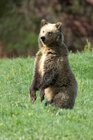 Grizzly Bear Standing C7I2778