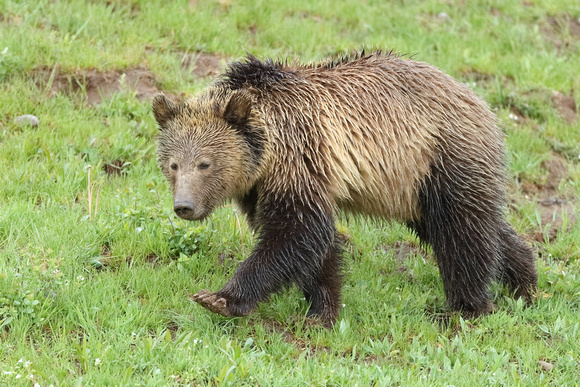 Grizzly Bear Stepping Out C7I2657