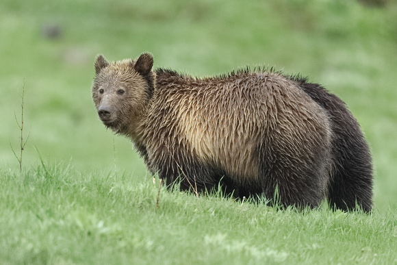 Grizzly Bears C7I2590