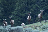 Elk Bulls Early Growth C7I2182