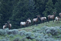 Elk Bulls New Horn Growth C7I2184