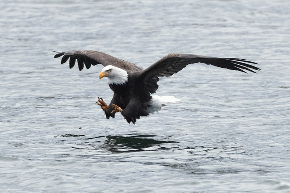 Eagle Landing C7I1563 2nd