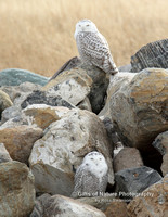 Snowy Owls 2 in Rocks - #3585