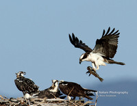 Osprey with Fish to Nest - #0312