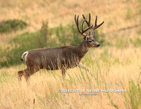 Mule Deer Buck on Move X9A9792