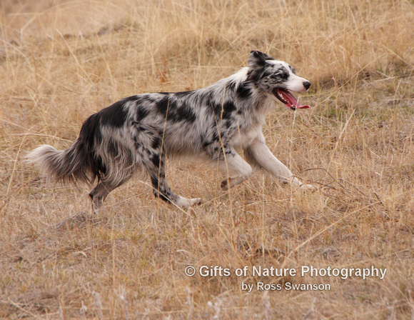 Pete the Cow Dog - #9390