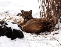 Mtn Lion Laying By Carcass - #X9A6667