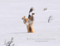 Fox Snowplant Manage Tail - #9906