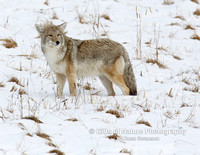 Coyote in Snow - #X9A5348