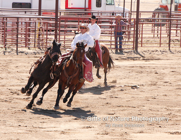 Pickup Man Catching Bronc - #5824