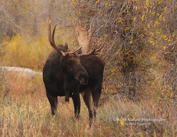 Moose Bull - #3731