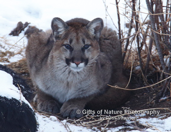 Mtn Lion Croaching - #L6A2319