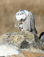 Snowy Owl Scowl Look - #3997