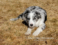 Pete in Grass - #3070217