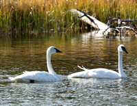 Swans - #0976