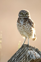 Burrowing Owl JPEG C7I3659