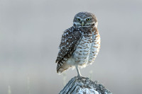 Burrowing Owl JPEG C7I3738