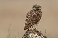 Burrowing Owl JPEG C7I4019