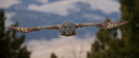 Great Gray Owl 2nd E4I3481