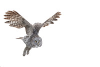 Great Gray Owl C7I1653