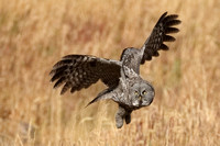 Great Gray Owl C7I7362