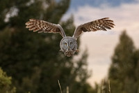 Great Gray Owl E4I3471