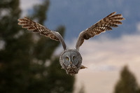 Great Gray Owl E4I3474