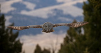 GREAT GRAY OWLS