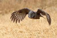 GREAT GRAY OWLS