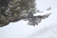 GREAT GRAY OWLS