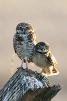 Burrowing Owl and Owlet JPEG C7I3745